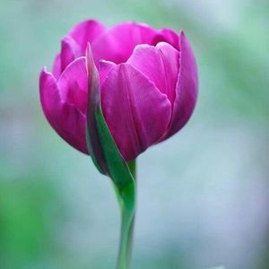 Meet your Posher, Aguila